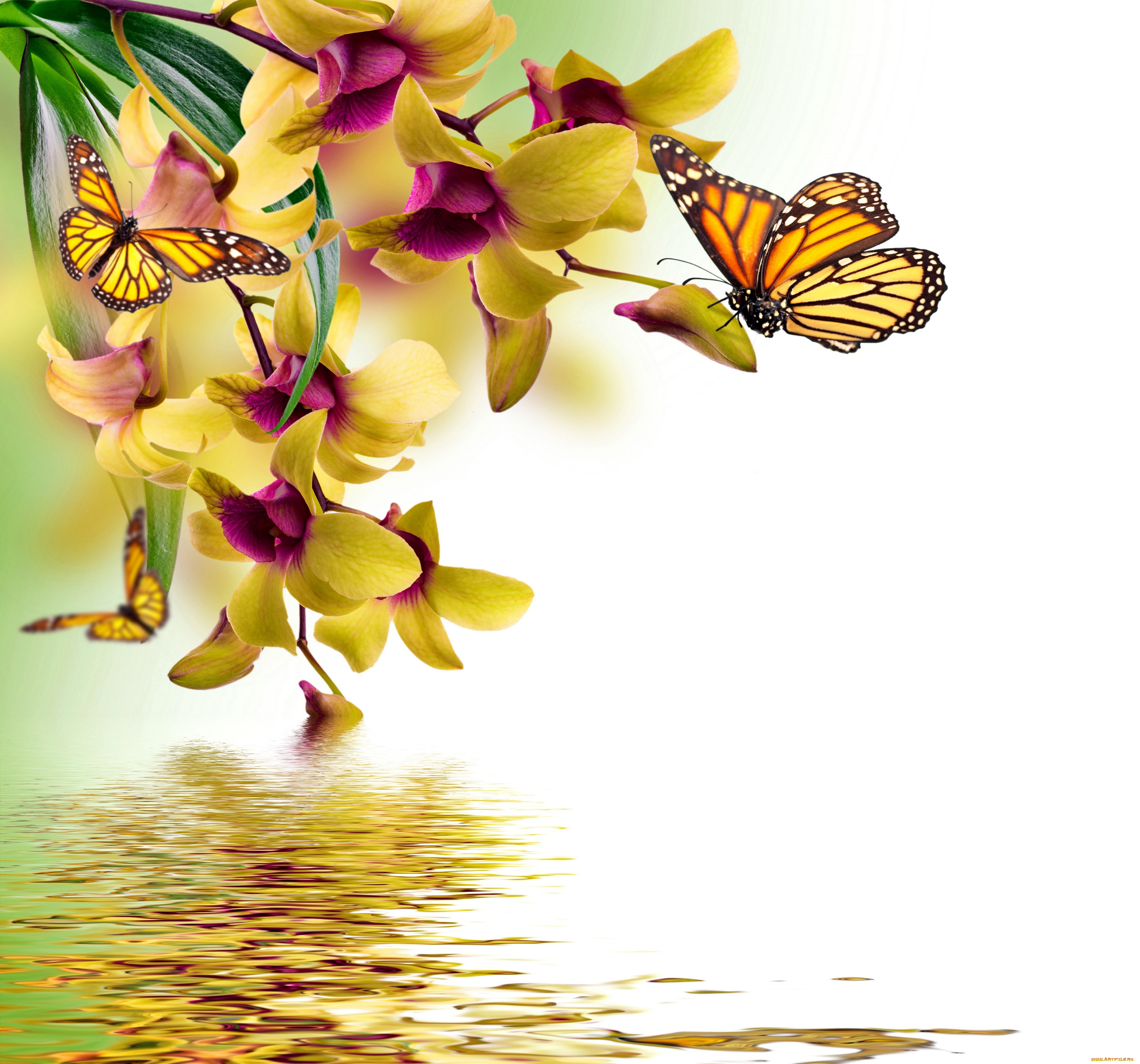 ,  , orchid, water, reflection, spring, yellow, flowers, beautiful, butterflies, , , 
